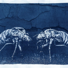 Photograph of two cicadas in blue tones.