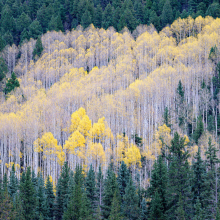Image of a forest