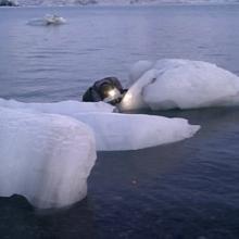 man exploring icebergs in arctic